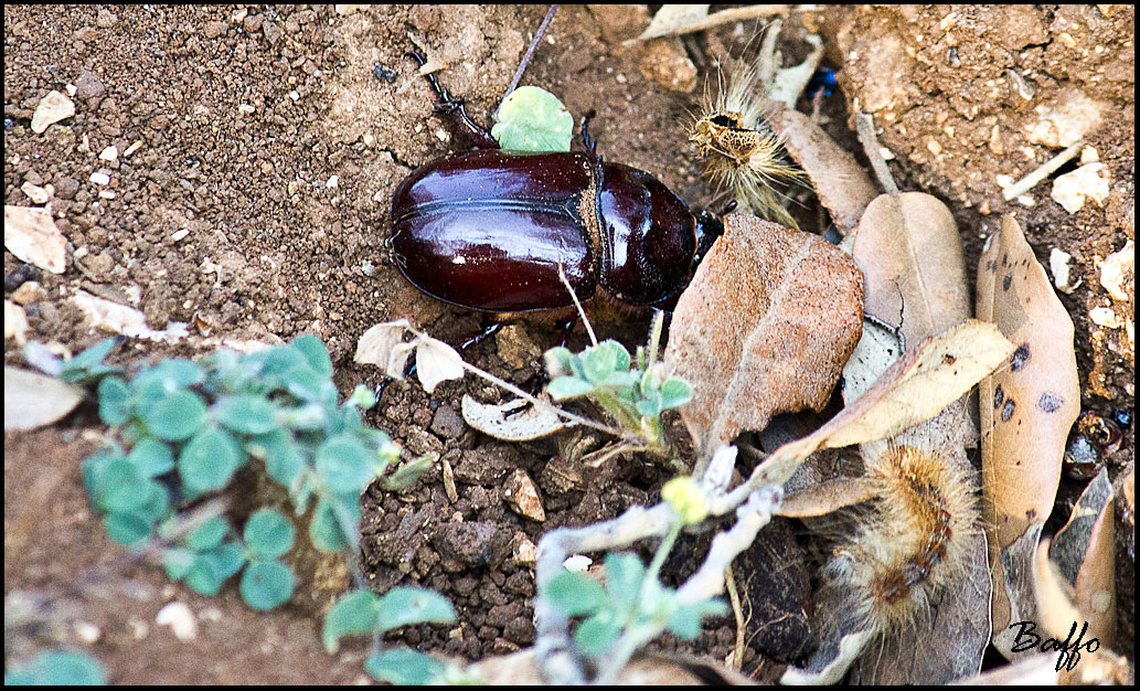 Cervo volante? No. Femmina di Oryctes nasicornis